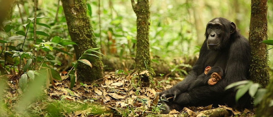 how-lethal-aggression-increased-crop