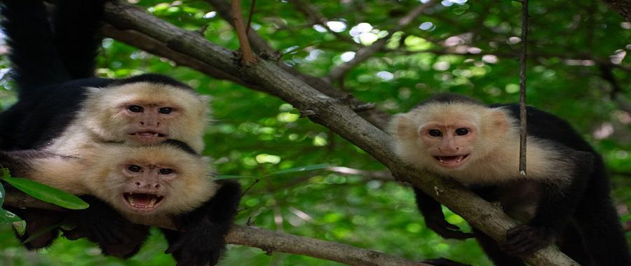 Capuchin_Monkeys_900x380